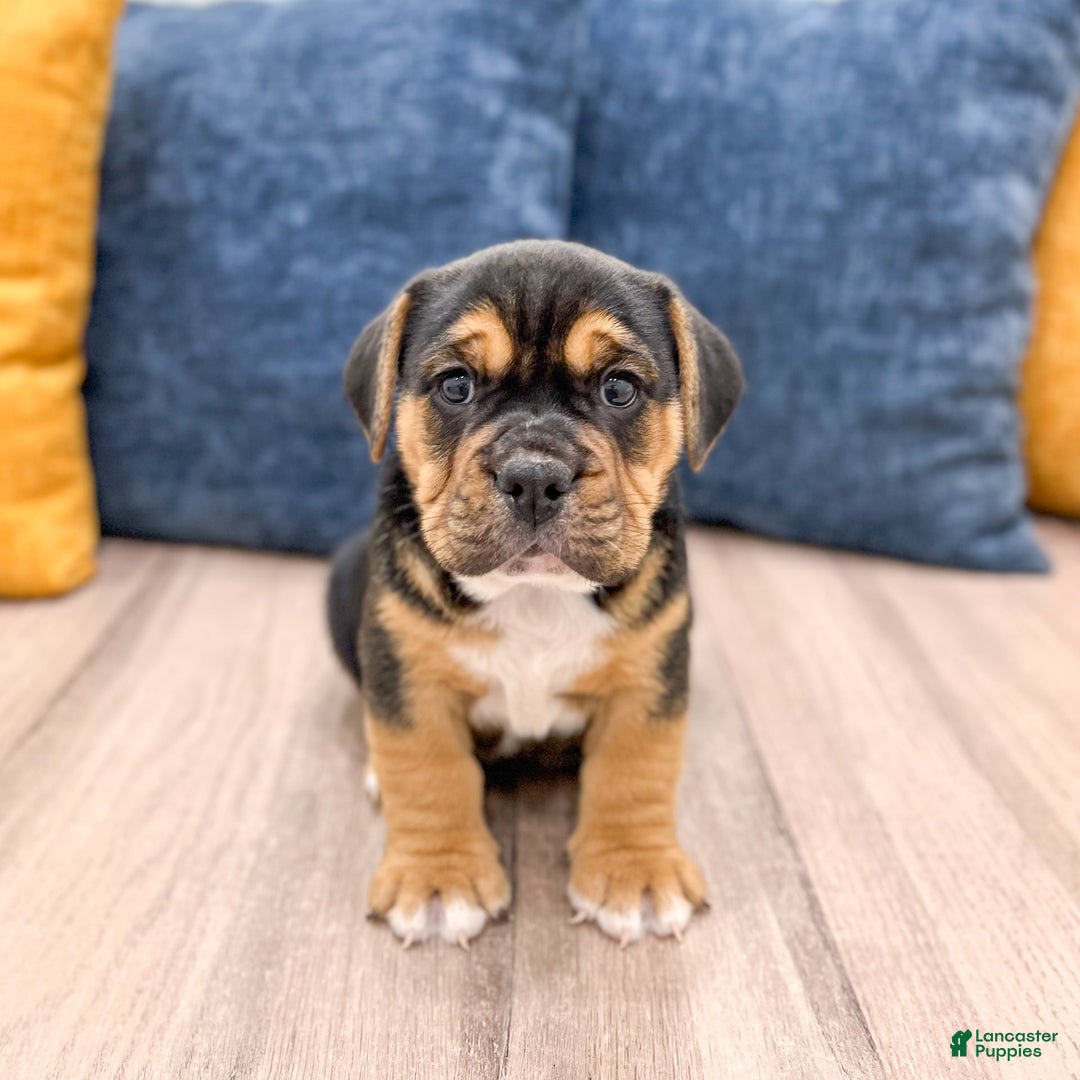 Beabull dogs for sale: Bolt - Image 6