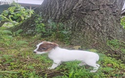 Jack Russell Terrier dogs for sale: Jack Russell Terrier 3 puppies - Image 7