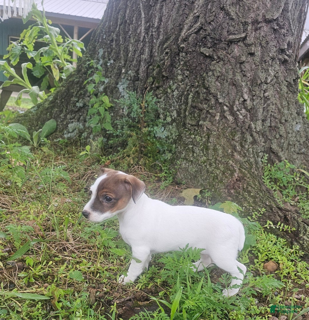 Jack Russell Terrier dogs for sale: Jack Russell Terrier 3 puppies - Image 7