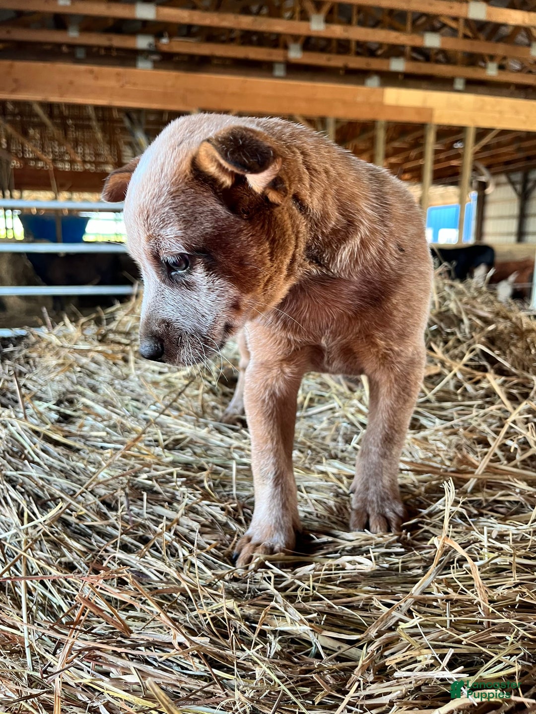 Australian Cattle Dog dogs for sale: Nina - Image 6