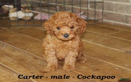Cockapoo dogs for sale: Carter - Image 1