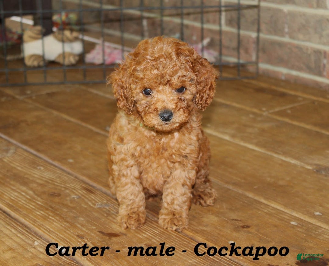Cockapoo dogs for sale: Carter - Image 1