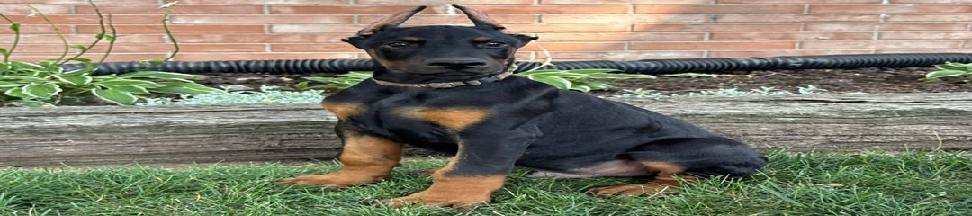 Sirus