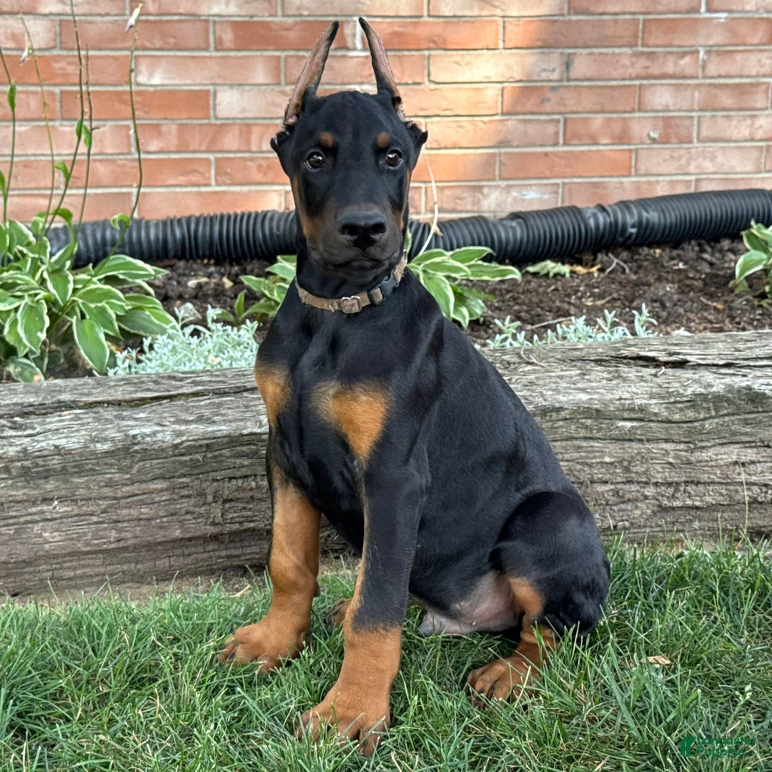 Doberman Pinscher dogs for sale: Sirus - Image 1