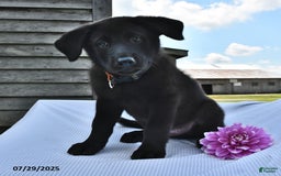 Norwegian Elkhound dogs for sale: Roscoe - Image 2