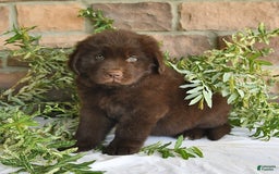 Newfoundland dogs for sale: Vance - Image 4