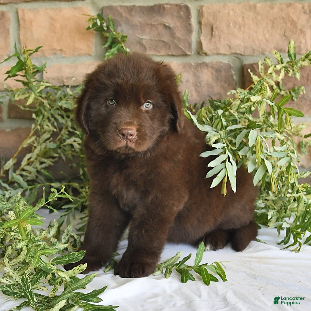 Newfoundland dogs for sale: Vance - Image 4
