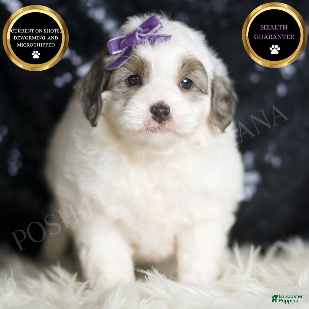 Mini Goldendoodle dogs for sale: Hannah - Image 1