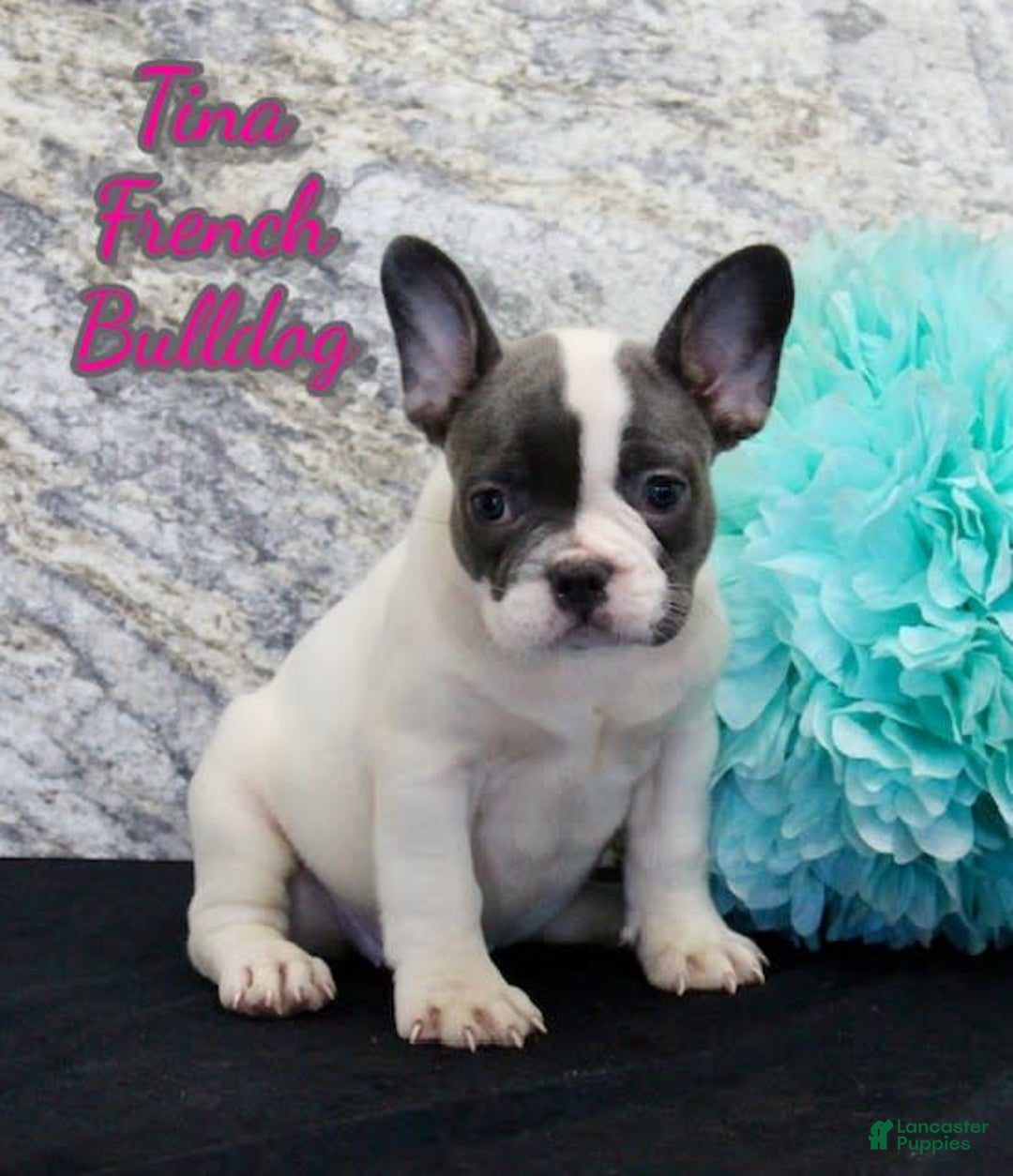 French Bulldog dogs for sale: Tina - Image 3