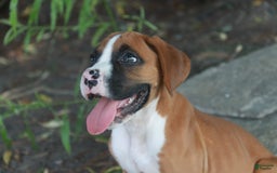 Boxer dogs for sale: Samson - Image 4