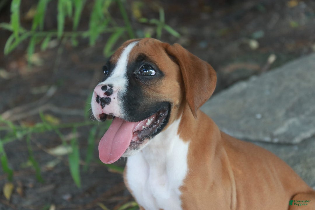 Boxer dogs for sale: Samson - Image 4