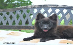 Pomeranian dogs for sale: Pepper - Image 7