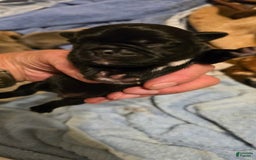 Pug dogs for sale: David Lee - Image 1