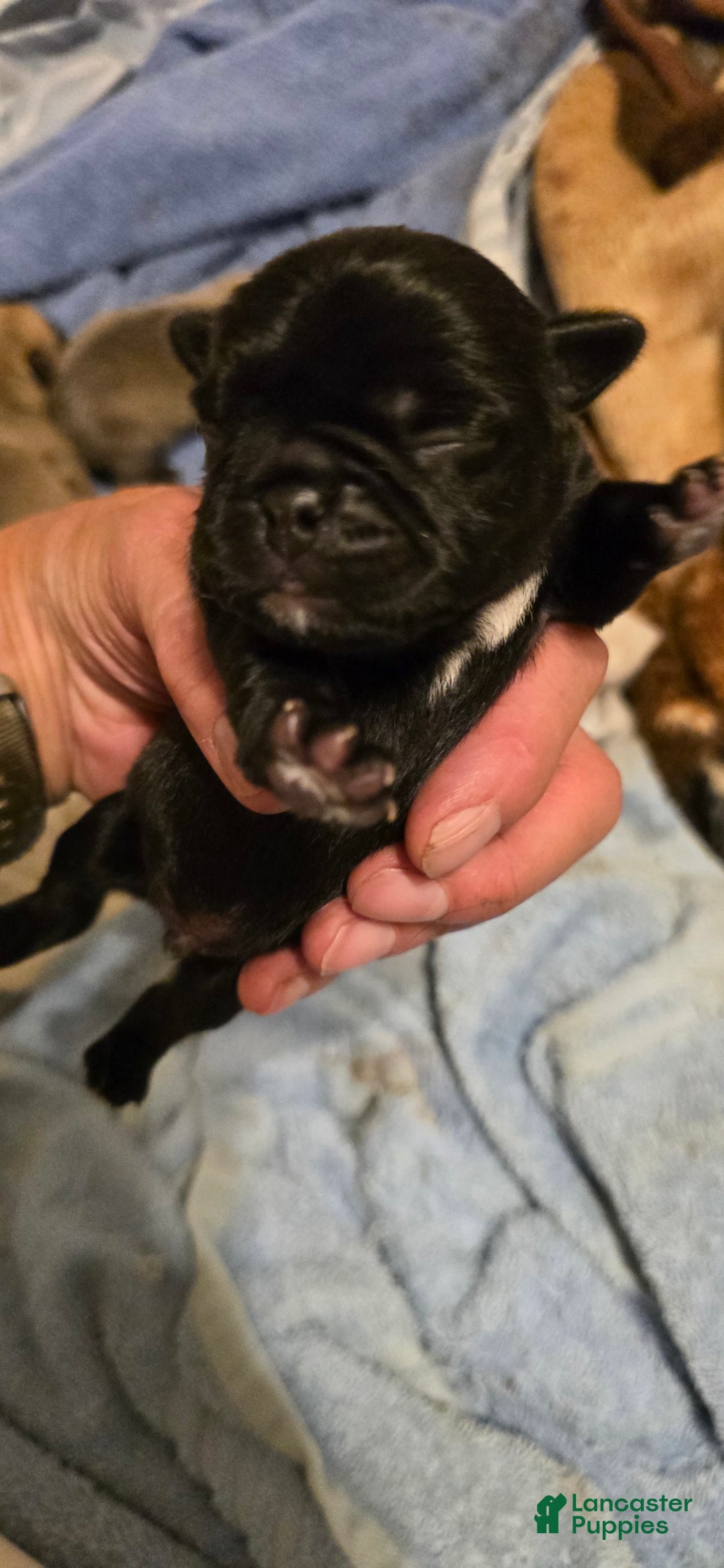 Pug dogs for sale: David Lee - Image 1
