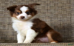  dogs for sale: Biscuit - Image 5