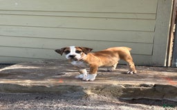 South African Boerboels dogs for sale: Bray - Image 2