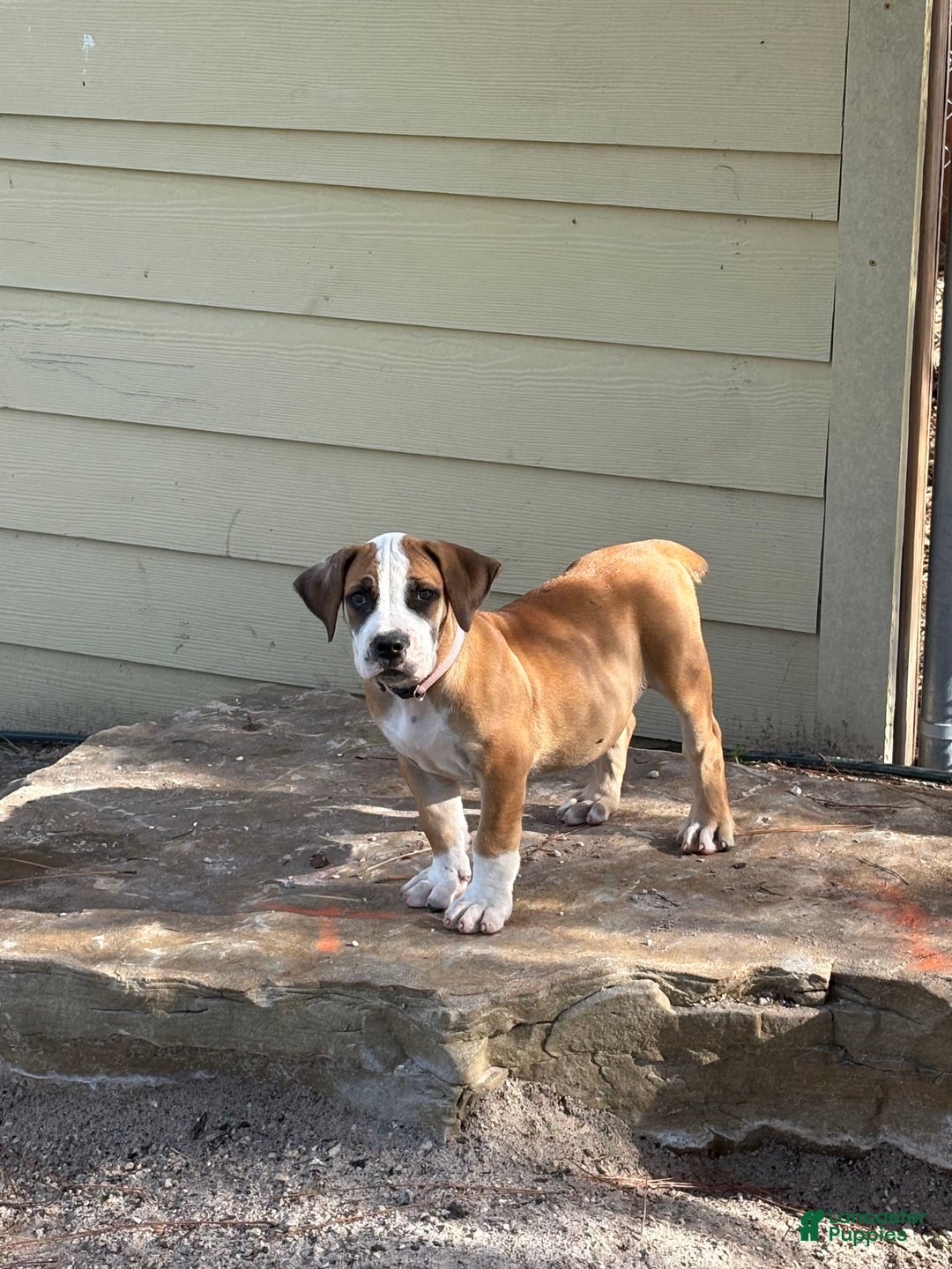 South African Boerboels dogs for sale: Bray - Image 2