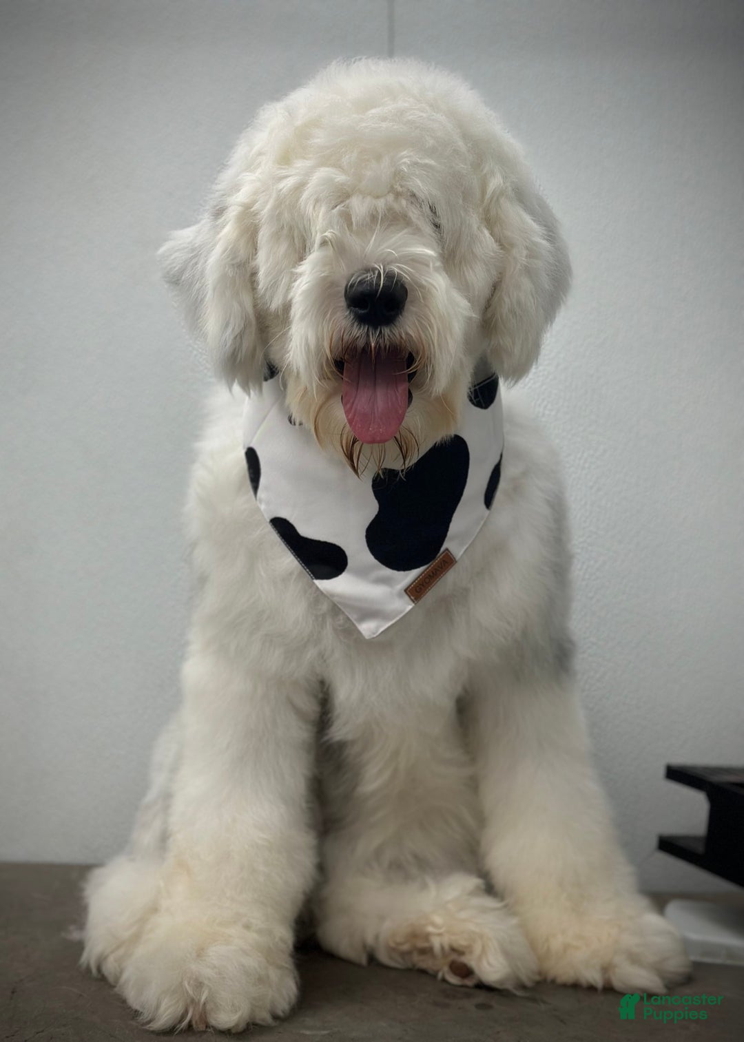 Sheepadoodle dogs for sale: Willow - Image 11