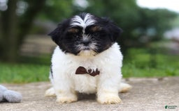 Shih Tzu dogs for sale: Zeke - Image 3