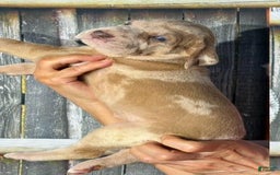 Great Dane dogs for sale: Great Dane 4 puppies - Image 13
