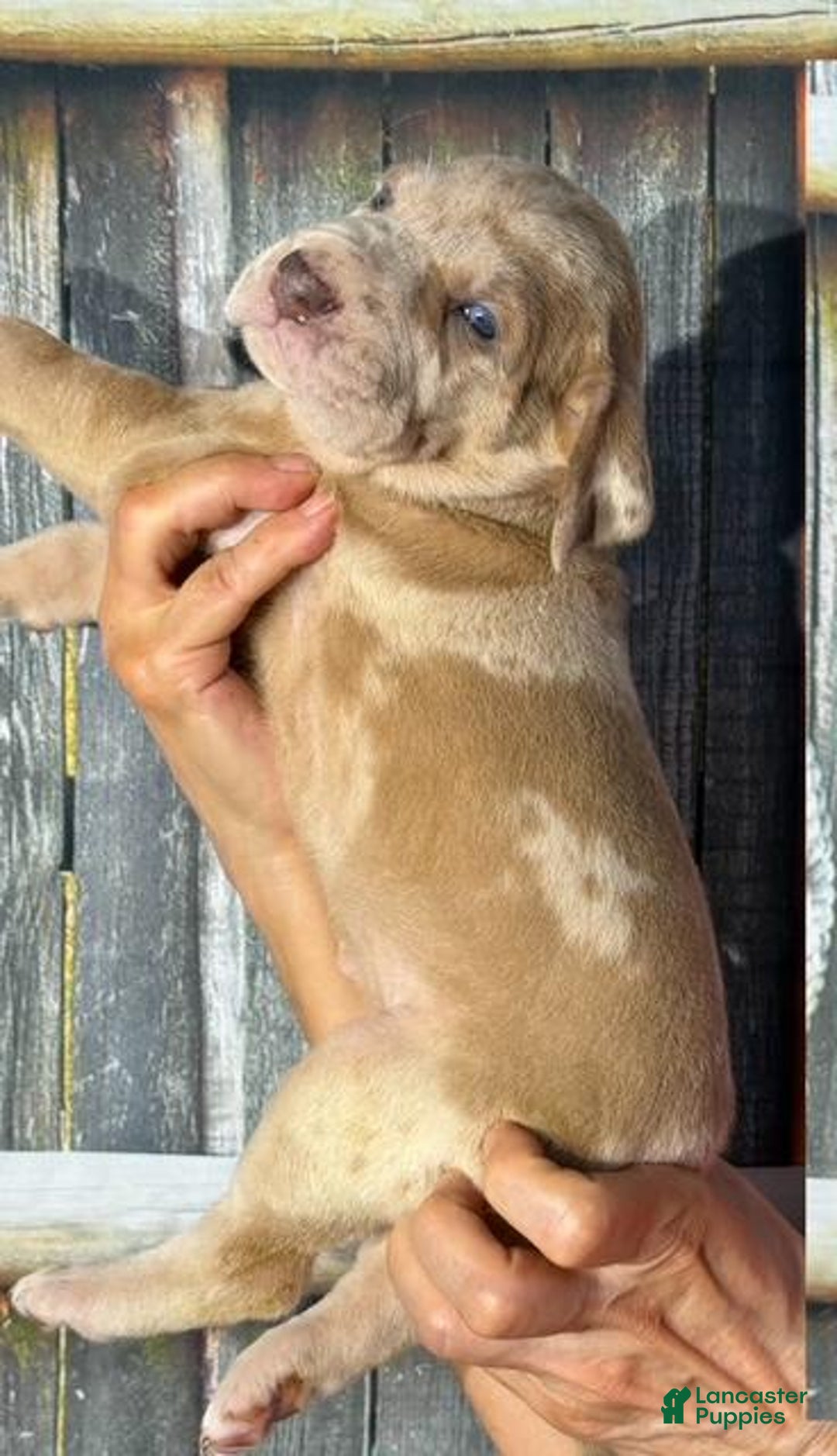 Great Dane dogs for sale: Great Dane 4 puppies - Image 13