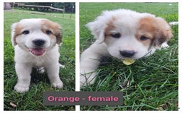 Bernese Mountain Dog dogs for sale: Orange - Image 1