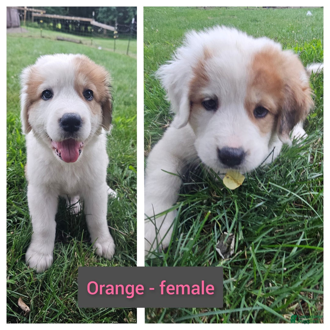 Bernese Mountain Dog dogs for sale: Orange - Image 1