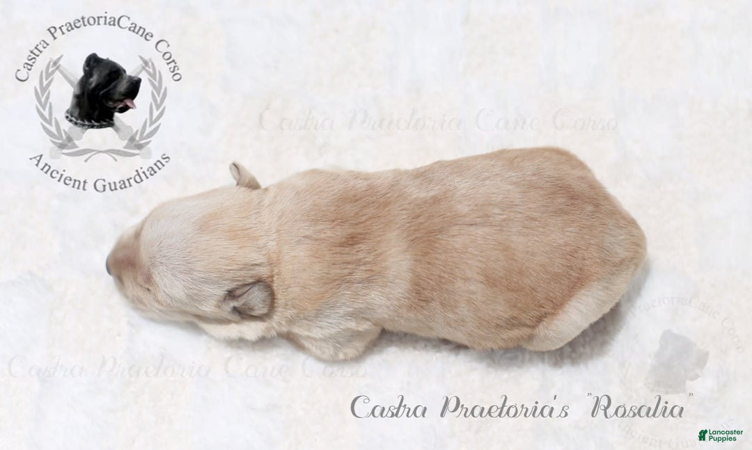 Cane Corso dogs for sale: "rosalia" - Image 4