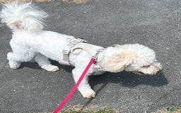 Maltipoo dogs for sale: Trixie - Image 6