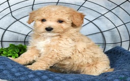 Bichpoo dogs for sale: Nora - Image 11