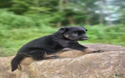 German Shepherd dogs for sale: Kat - Image 1