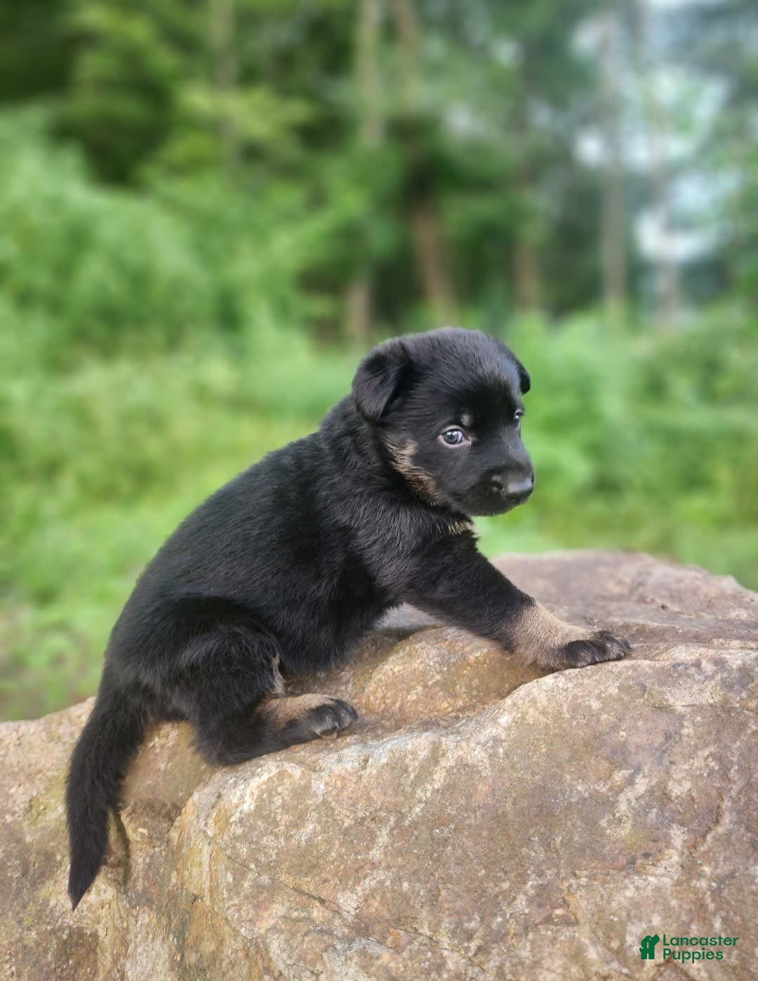 German Shepherd dogs for sale: Kat - Image 1