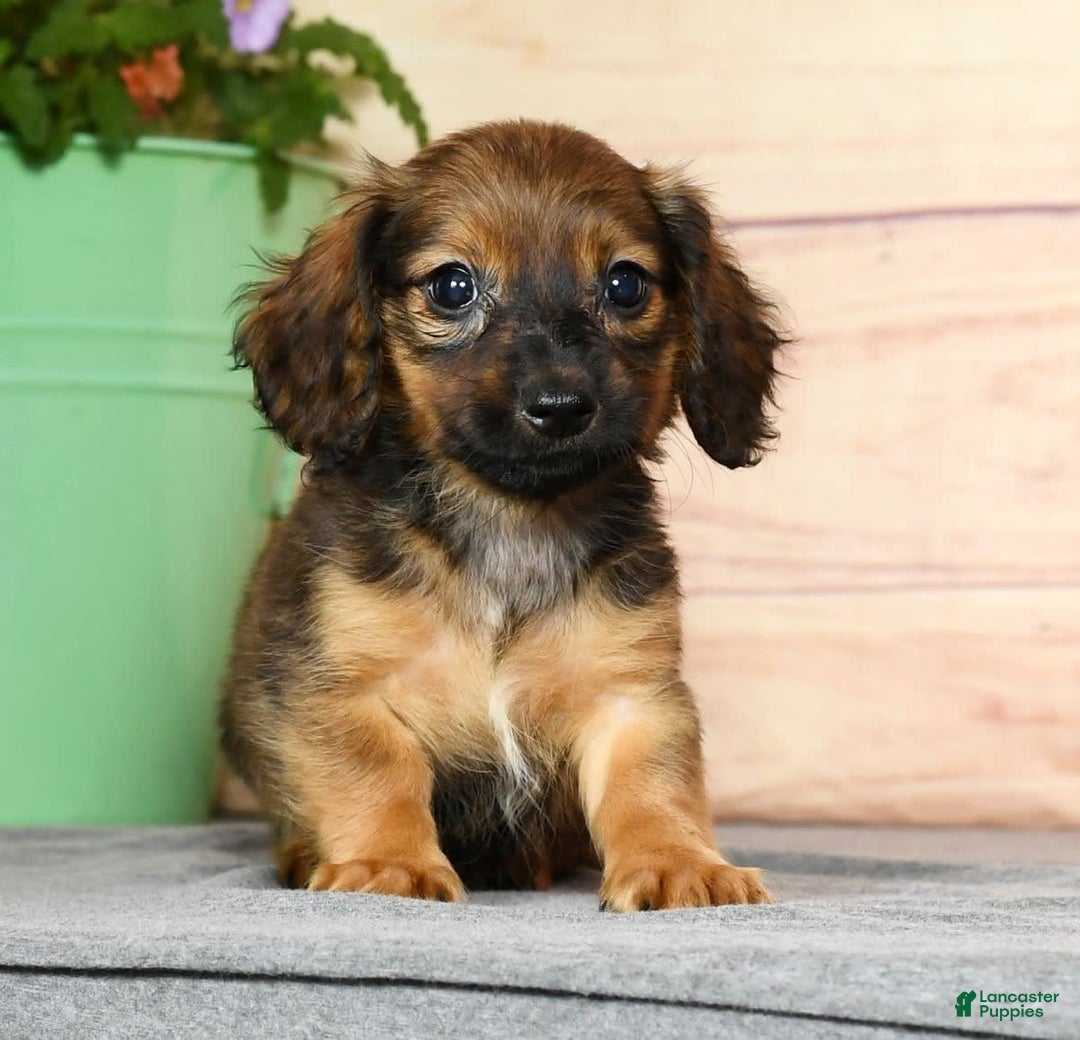 Miniature Dachshund dogs for sale: Dixie - Image 5