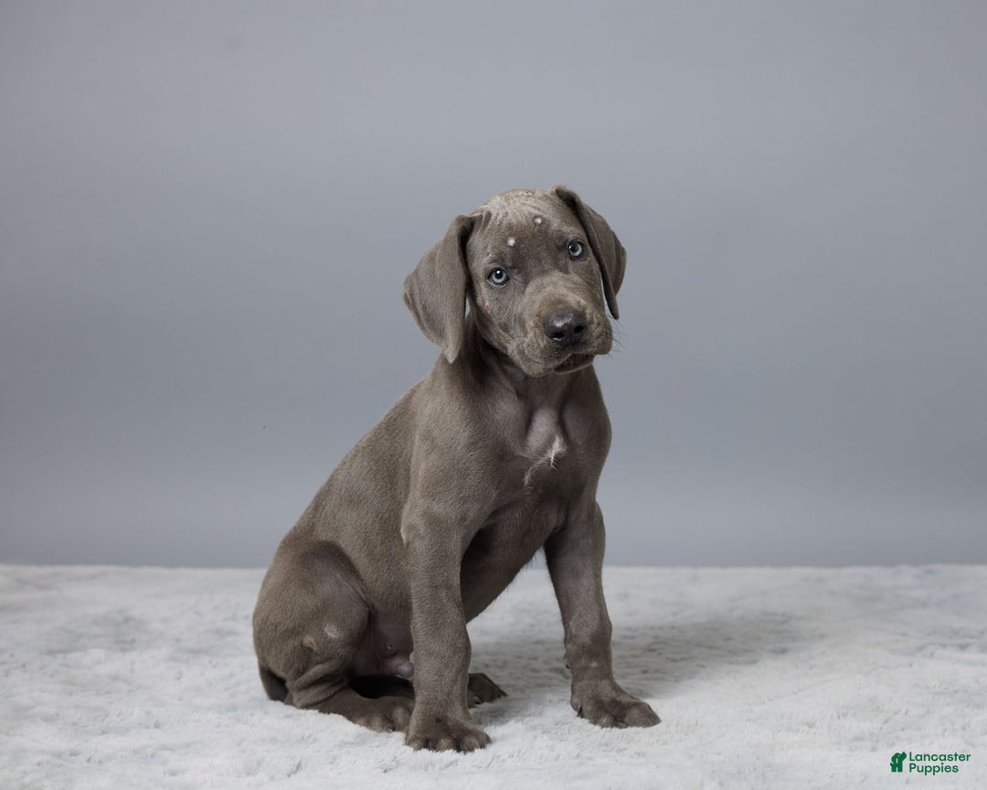 Great Dane dogs for sale: Dillon - Image 5