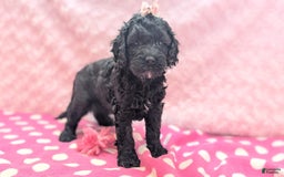 Cockapoo dogs for sale: Emily - Image 16