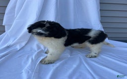 Newfypoo dogs for sale: Georgia - Image 2