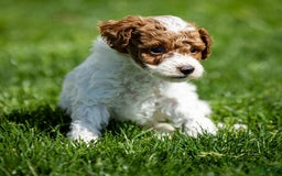 Toy Poodle dogs for sale: Rusty Scout - Image 2
