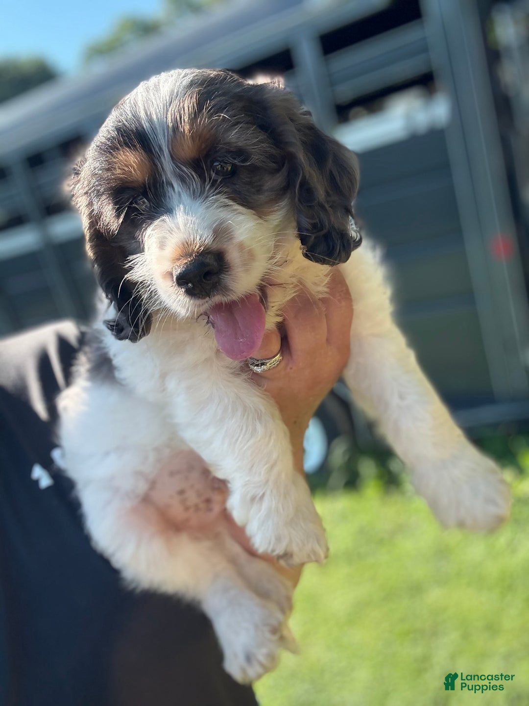 Cockapoo dogs for sale: Cockapoo 3 puppies - Image 3