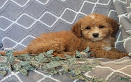 Cockapoo dogs for sale: Kate - Image 4