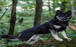 Gerberian Shepsky dogs for sale: Pixy - Image 25