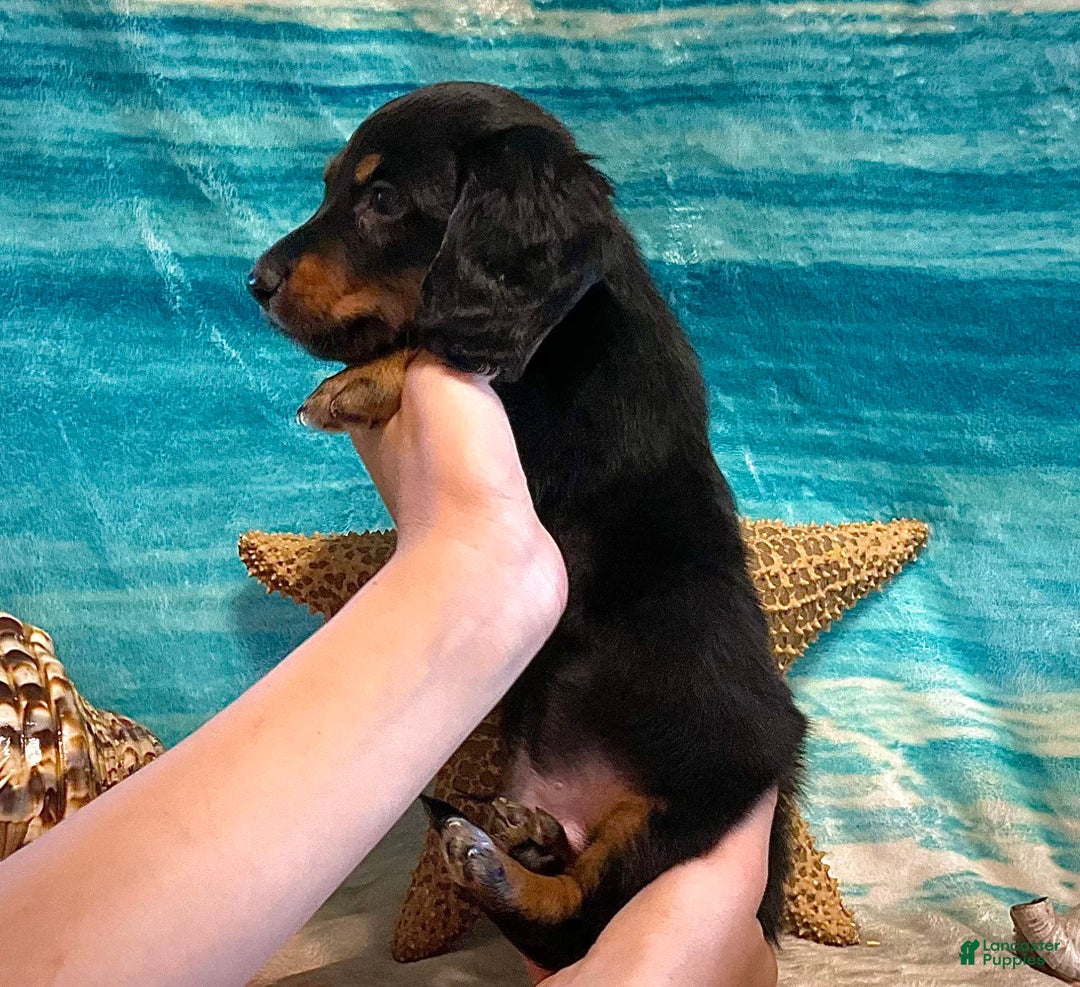 Miniature Dachshund dogs for sale: Miniature Dachshund 4 puppies - Image 2