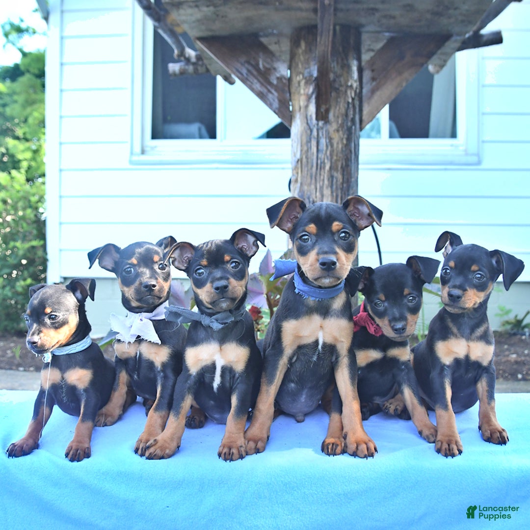 Miniature Pinscher dogs for sale: Dancer - Image 3
