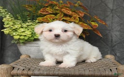 Malshi dogs for sale: Ryan - Image 4