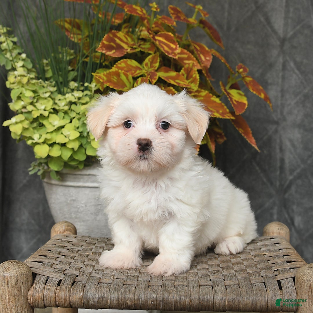 Malshi dogs for sale: Ryan - Image 4