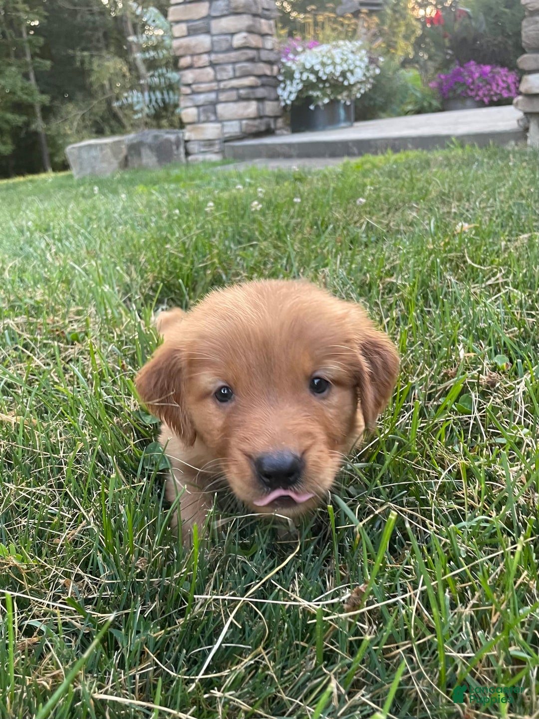 Golden Retriever dogs for sale: Sonic - Image 3