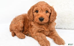 Mini Goldendoodle dogs for sale: Teddy - Image 9