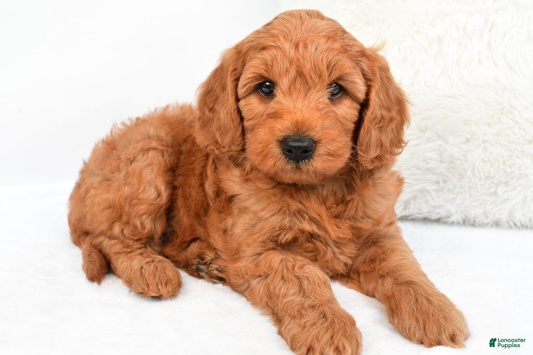 Mini Goldendoodle dogs for sale: Teddy - Image 9