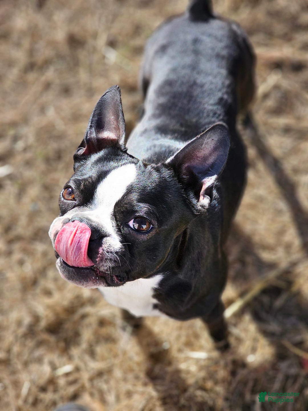 Boston Terrier dogs for sale: Lily - Image 3