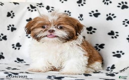 Shih Tzu dogs for sale: Charlie - Image 18