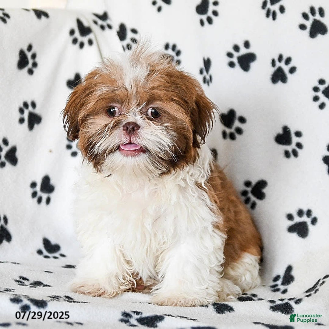 Shih Tzu dogs for sale: Charlie - Image 18